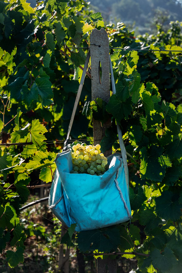 Copia di _IBA0290 (1)