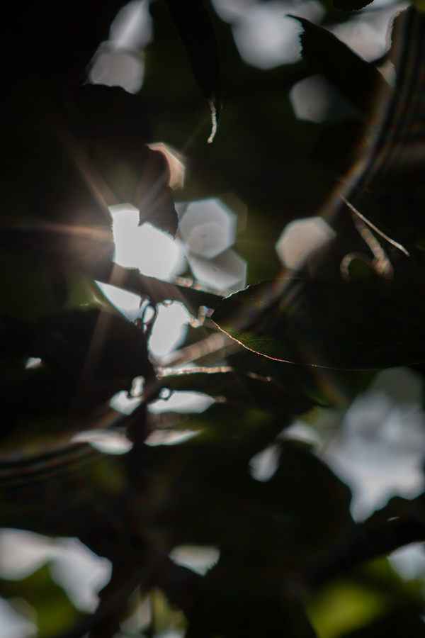 Copia di _IBA0633