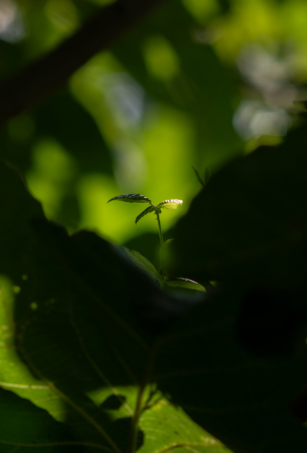 Copia di _IBA0636